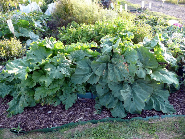 rhubarb